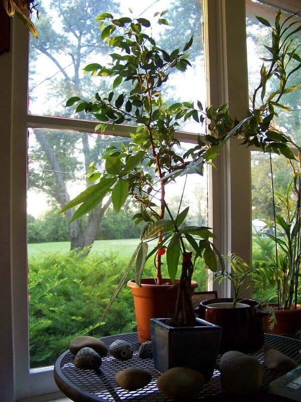Plantas de interior cerca de una ventana con luz natural